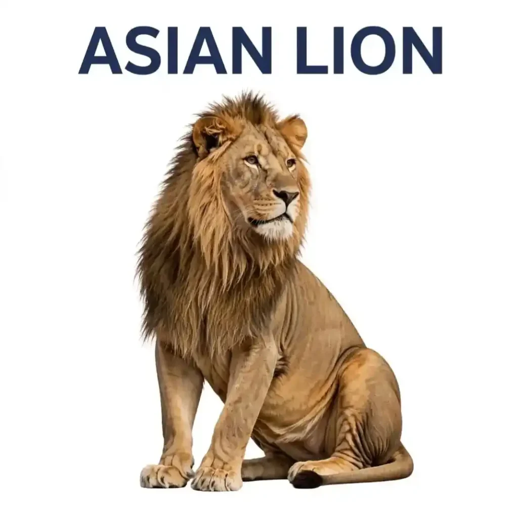 Asian Lion
