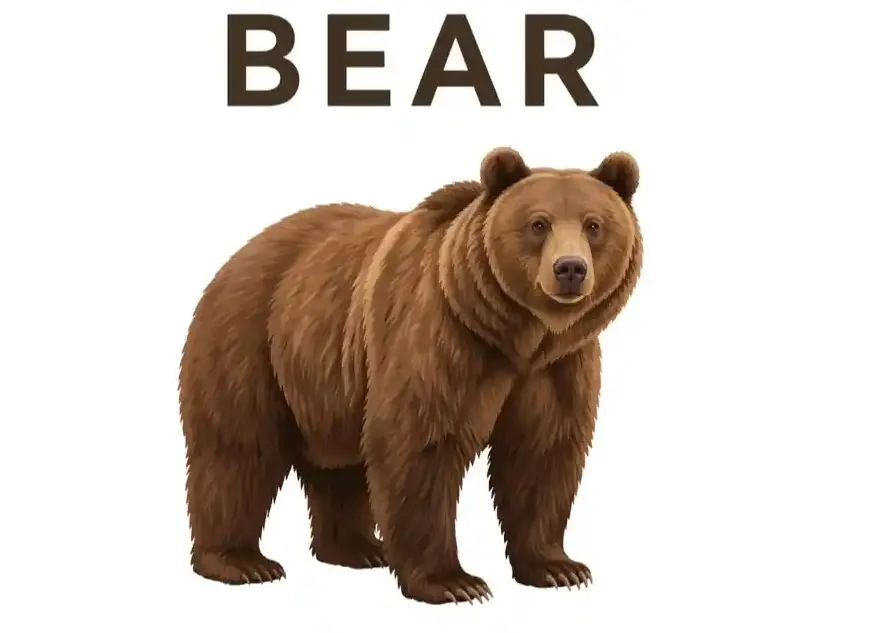 Bear