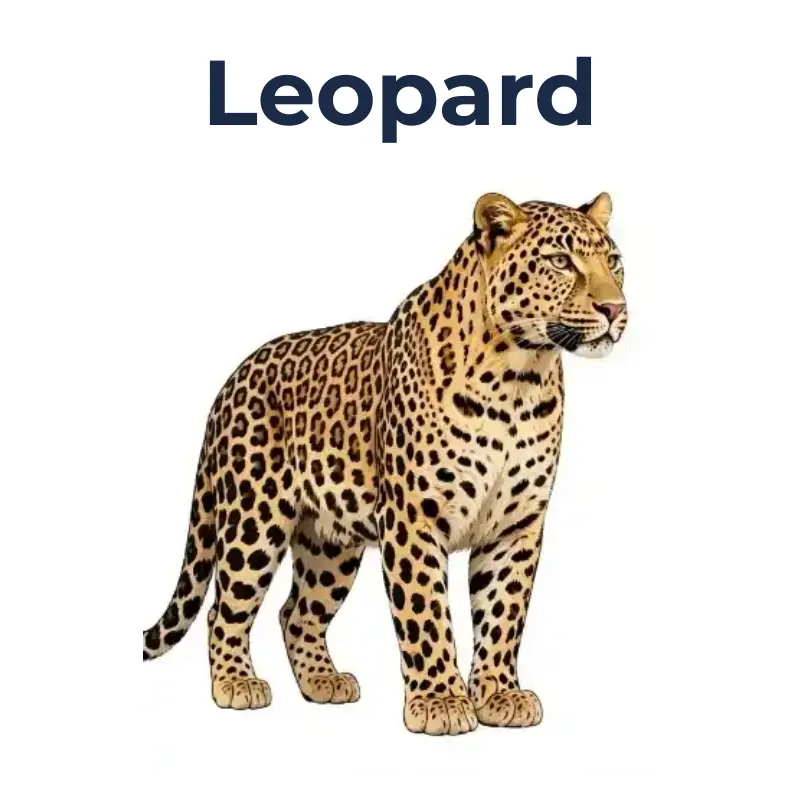 Leopard